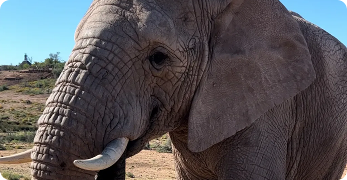 Elephant in South Africa